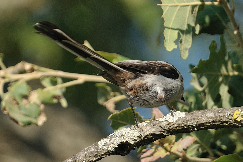 Codibugnolo - Aegithalos caudatus europaeus